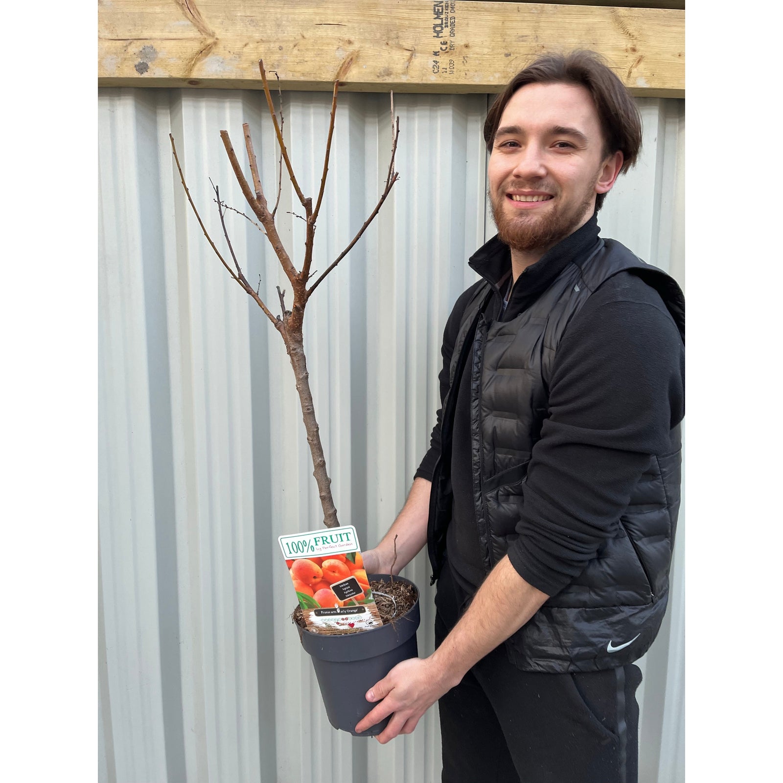 A smiling person in black holds a potted, leafless Dwarf/Patio Tree - Apricot (Prunus arm. 'Early Orange' 1m) in front of a corrugated metal wall. The pot’s tag shows peaches and reads “100% FRUIT.”.