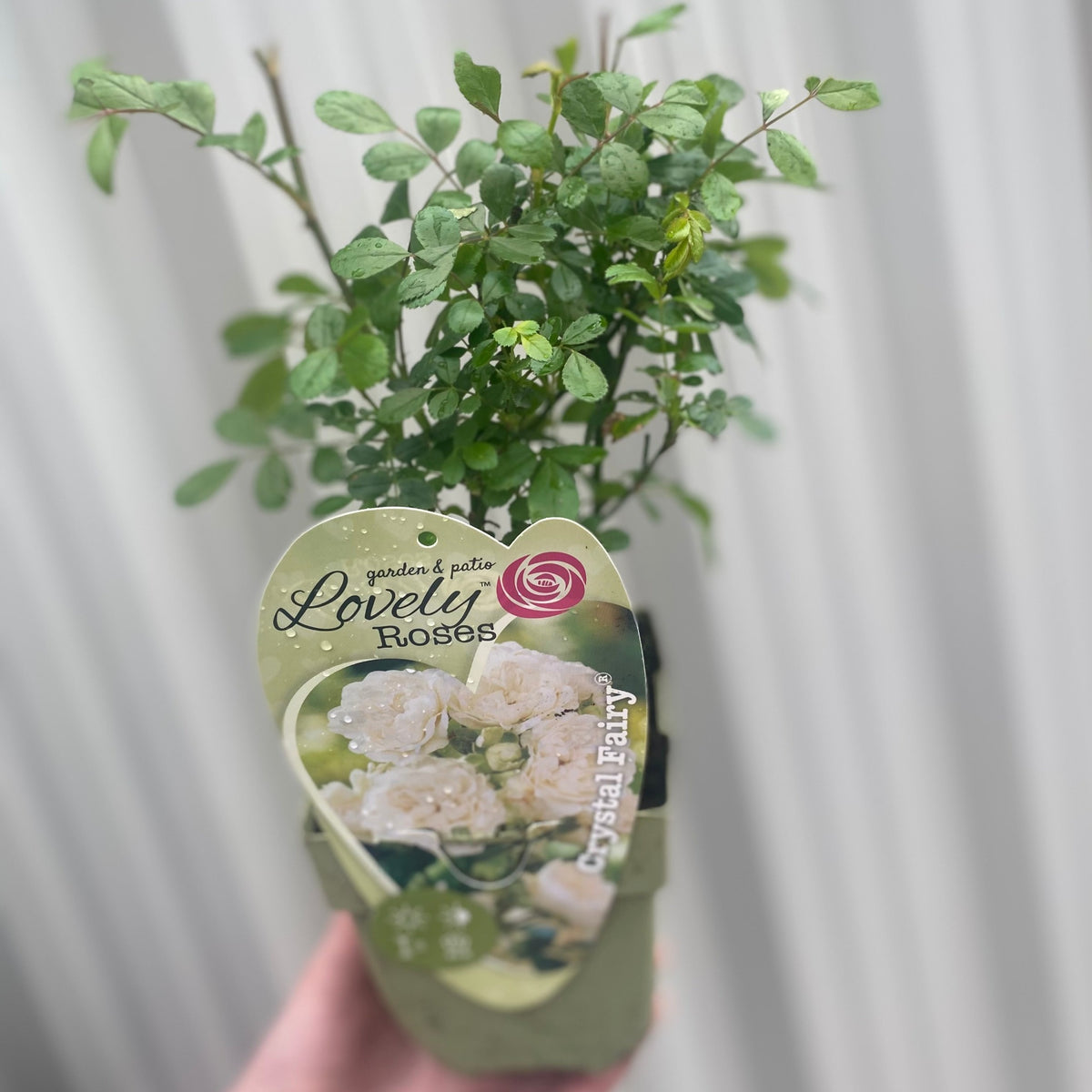 Patio Roses - Crystal Fairy