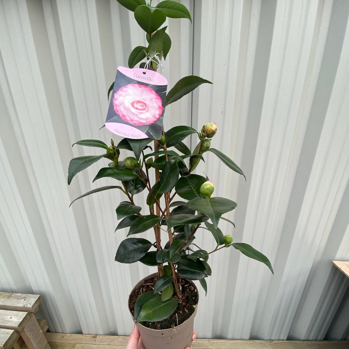A Camellia japonica &#39;Nuccio&#39;s Pearl&#39; (60cm/100cm) with glossy leaves and unopened buds stands before corrugated metal siding, its tag showing pink flowers attached to the plant.