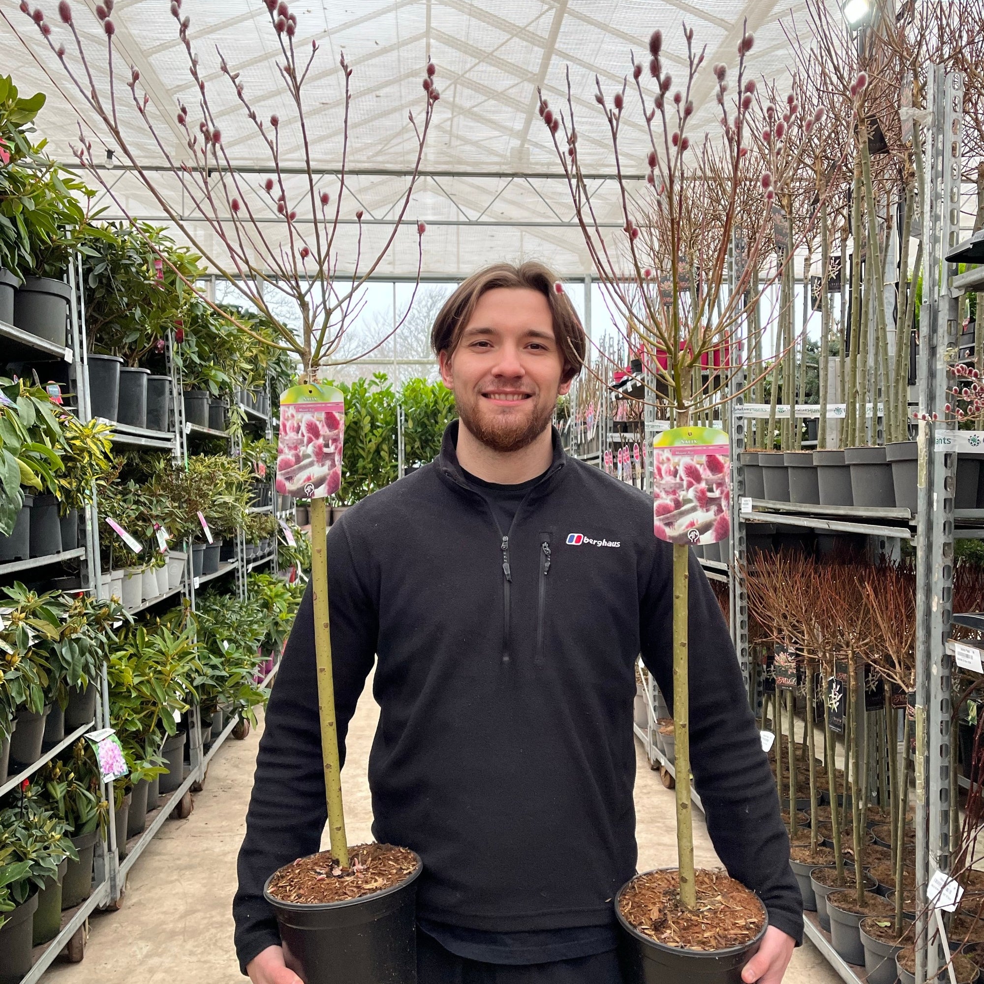 Standard Salix gracilistyla 'Mount Aso'  - Pink Pussy Willow (1m)