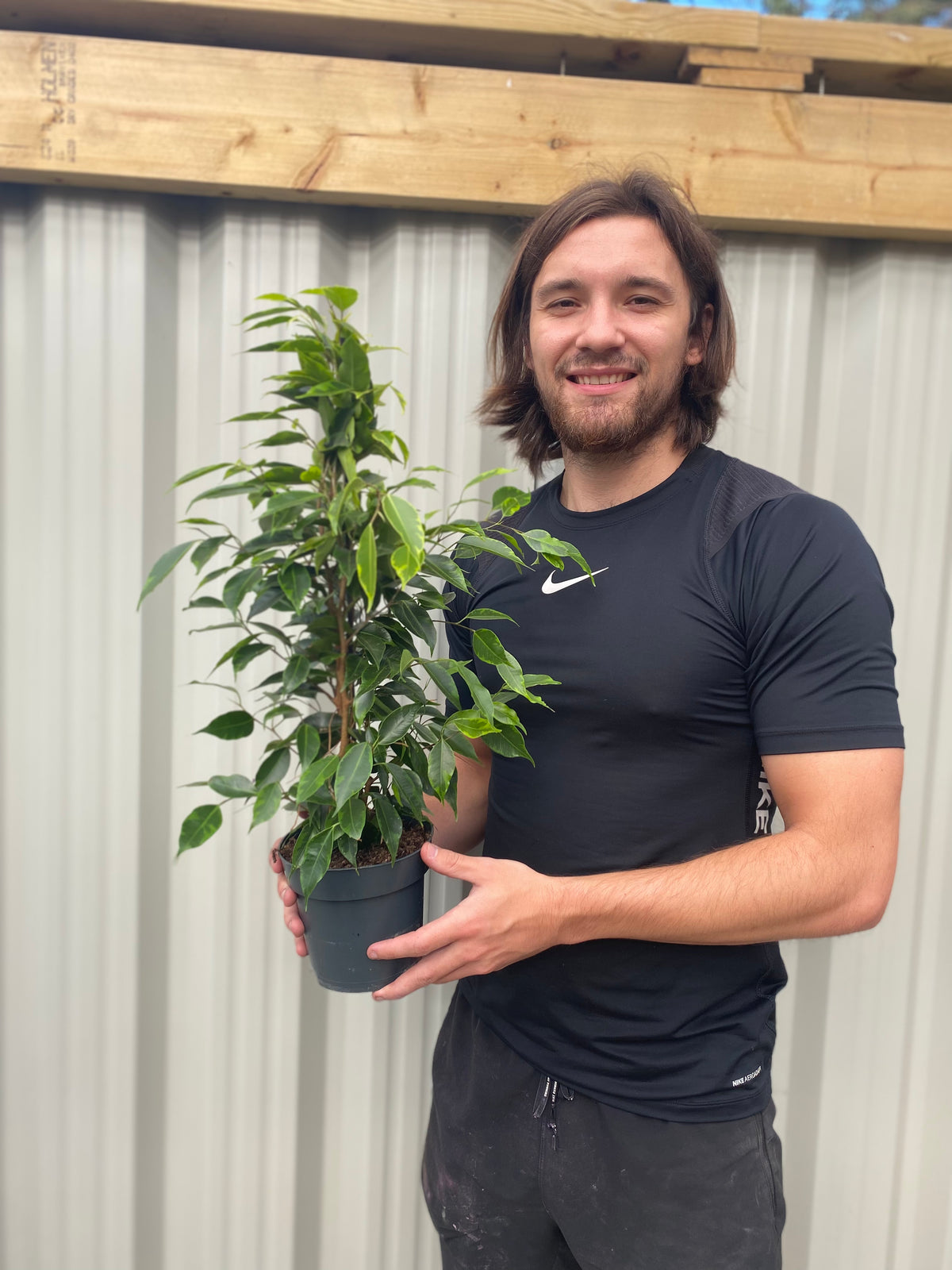 Ficus Benjamina (Weeping Fig) 50-60cm