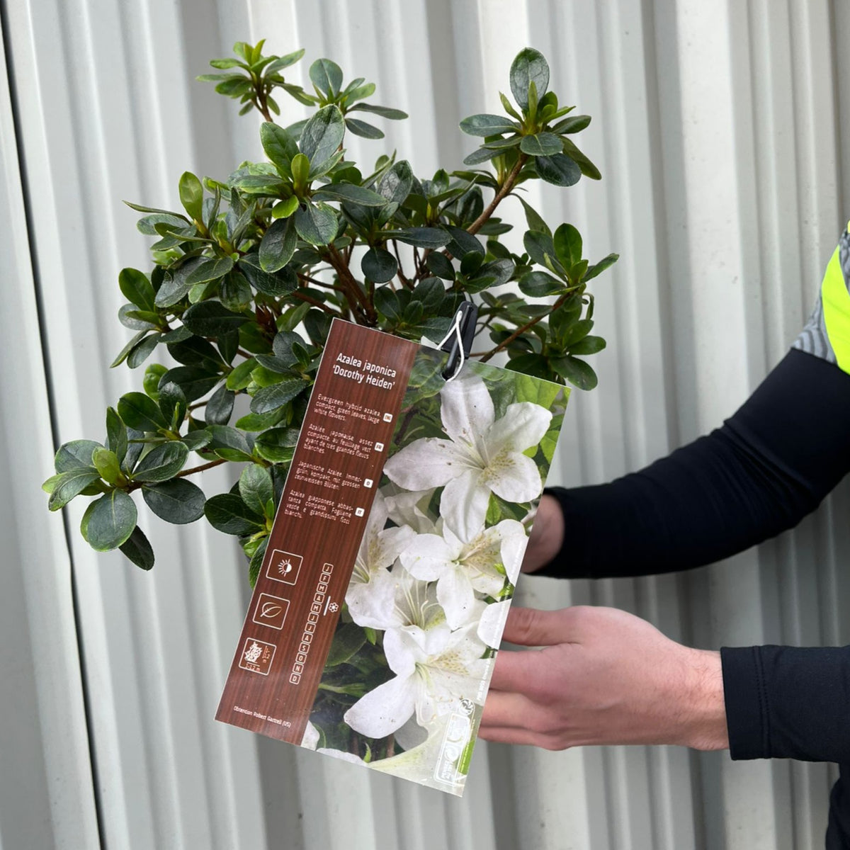 Azalea japonica &#39;Dorothy Heiden&#39; 2L