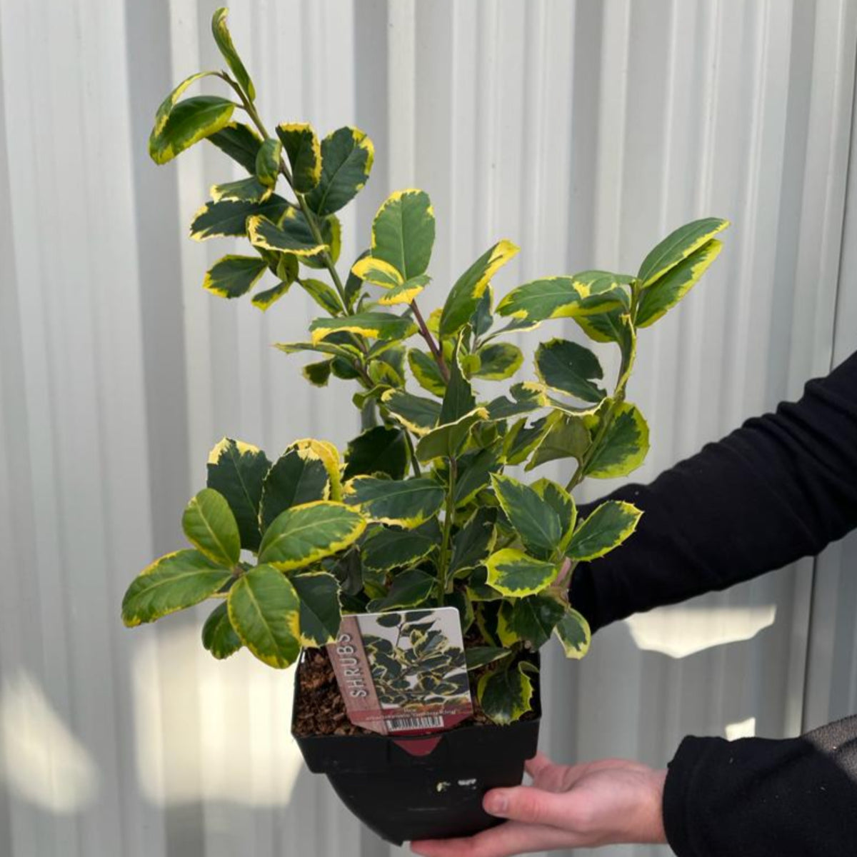 Ilex x altaclarensis  &#39;Golden King&#39; | Variegated Holly 9cm / 2L