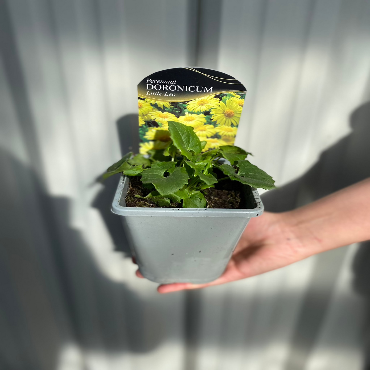 A hand holds a small pot labeled &quot;Doronicum orientale &#39;Little Leo&#39; 9cm&quot; with an image of bright yellow flowers. The background consists of blurred gray vertical panels.