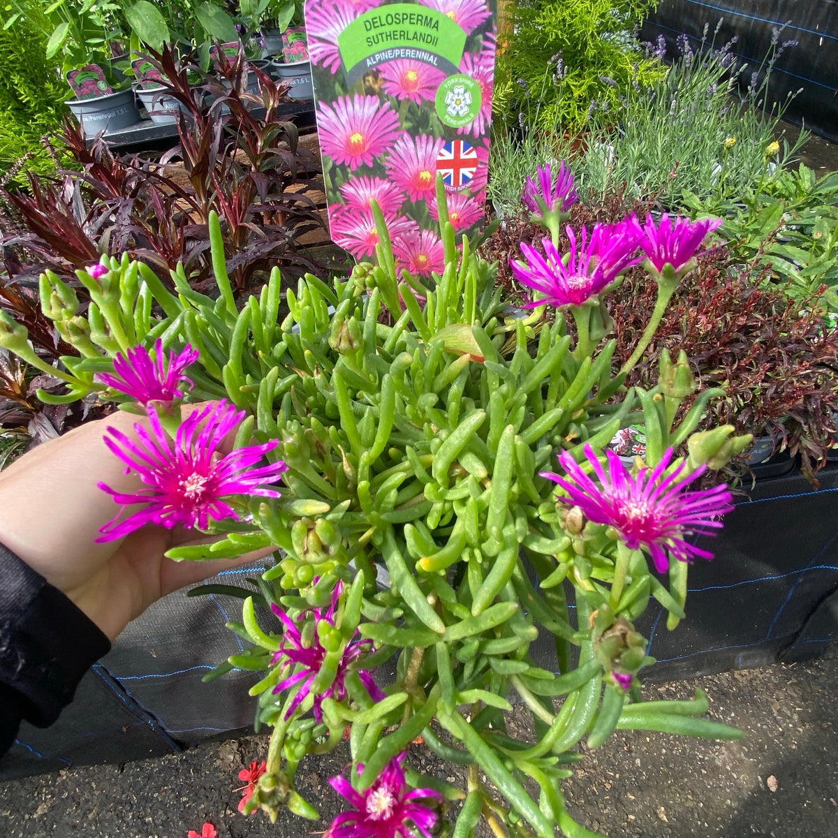 A hand holds a Delosperma Cooperi 9cm, an evergreen succulent with striking pink flowers and lush green leaves. In the background, other potted plants and a label featuring a British flag and plant name are visible.