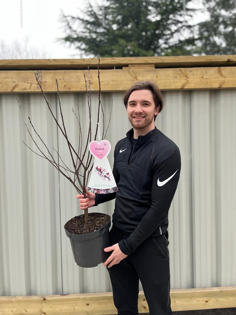 Ornamental Flowering Cherry Blossom Tree - &#39;Cistena&#39;