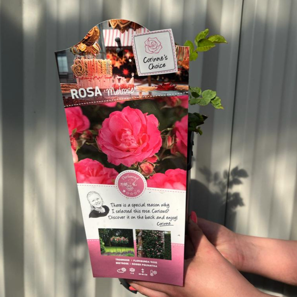 A person holds a Melrose - Floribunda Rose plant package with vibrant pink roses pictured, care symbols at the bottom, and a note highlighting its repeat flowering qualities.