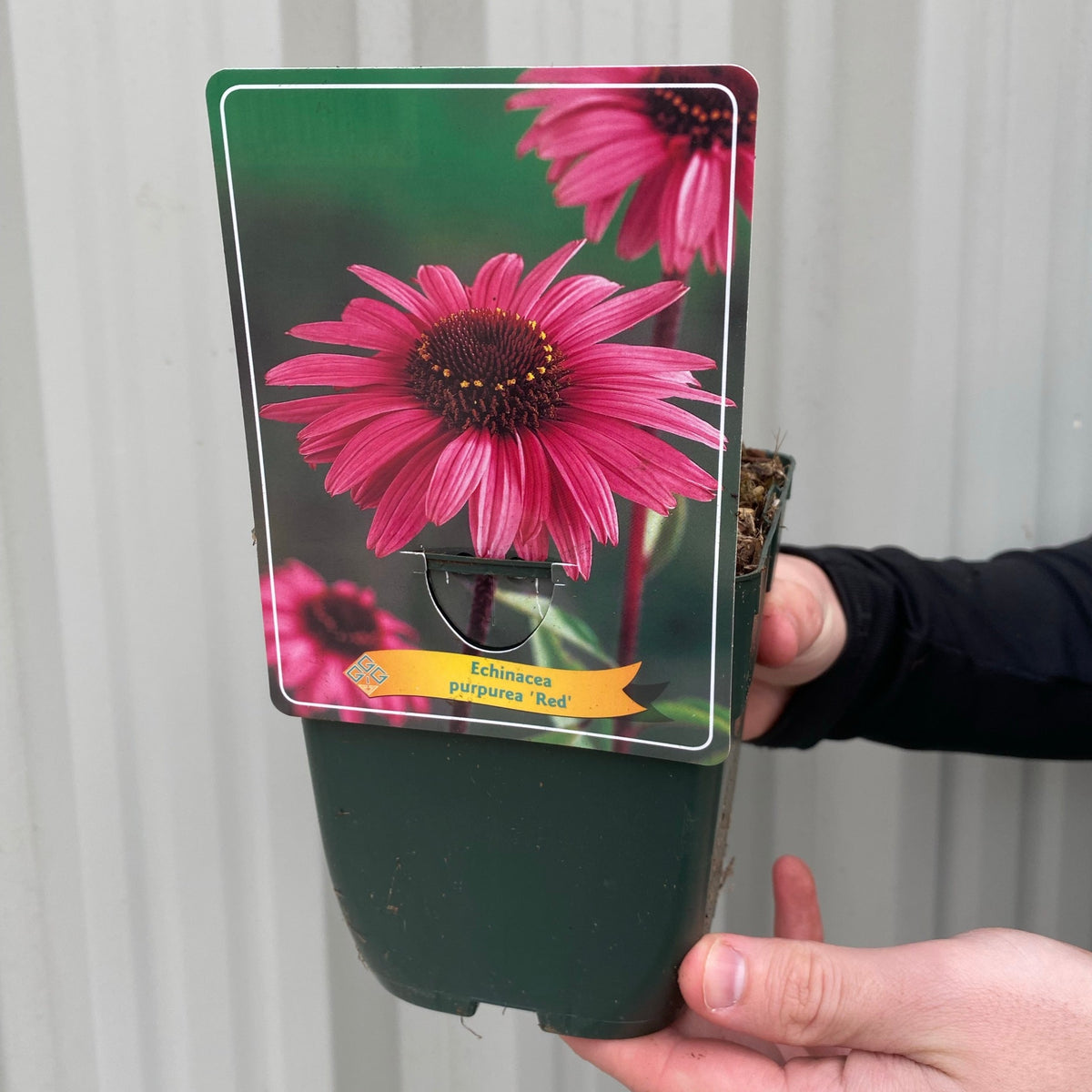 A hand holds the Echinacea purpurea - Red 1.5L pot, featuring a photo of this perennial with vibrant pink blooms—an excellent pollinator-friendly choice—set against a metal background.