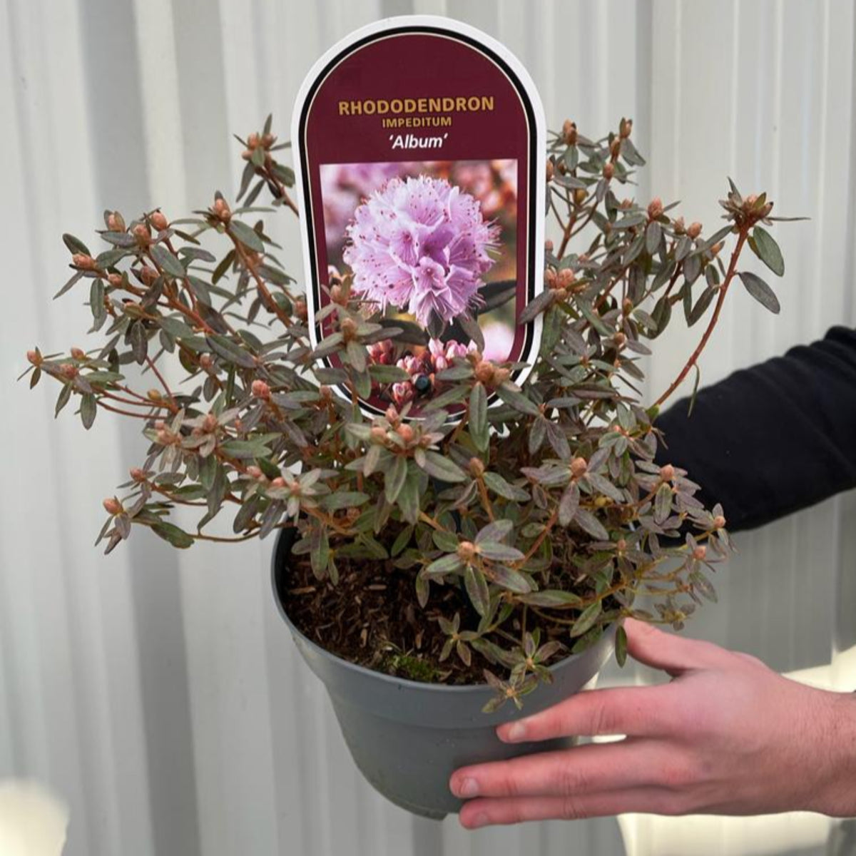 Rhododendron &#39;Album&#39; 2L