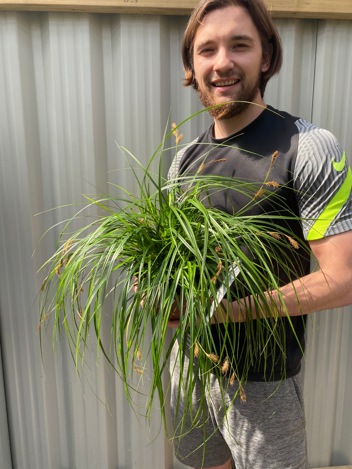 A smiling man with brown hair and a beard, in a black and gray sports outfit, stands outdoors in front of a corrugated metal fence holding a Carex oshimensis ‘Intense Green’ 2L container plant with long, thin green leaves.