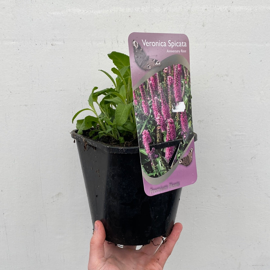 A hand holds a small black pot with green leaves and a label showing Veronica ‘Anniversary Pink’ (9cm/2L) perennial plant against a white background.