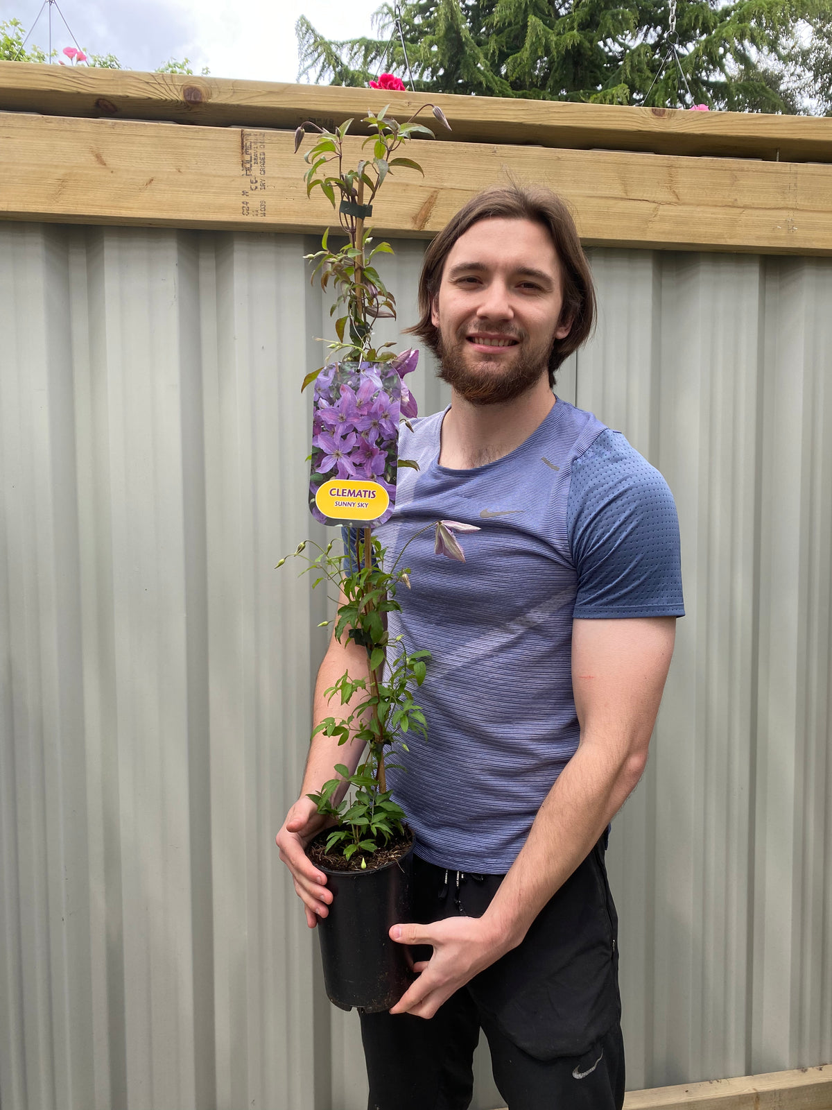 Clematis &#39;Sunny Sky&#39; 90-95cm