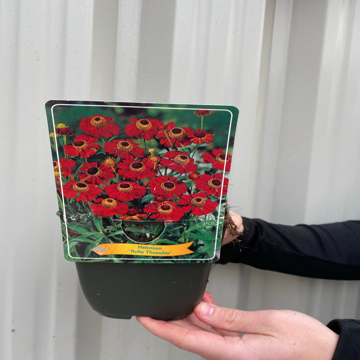 Helenium &#39;Ruby Thuesday&#39; 1.5L