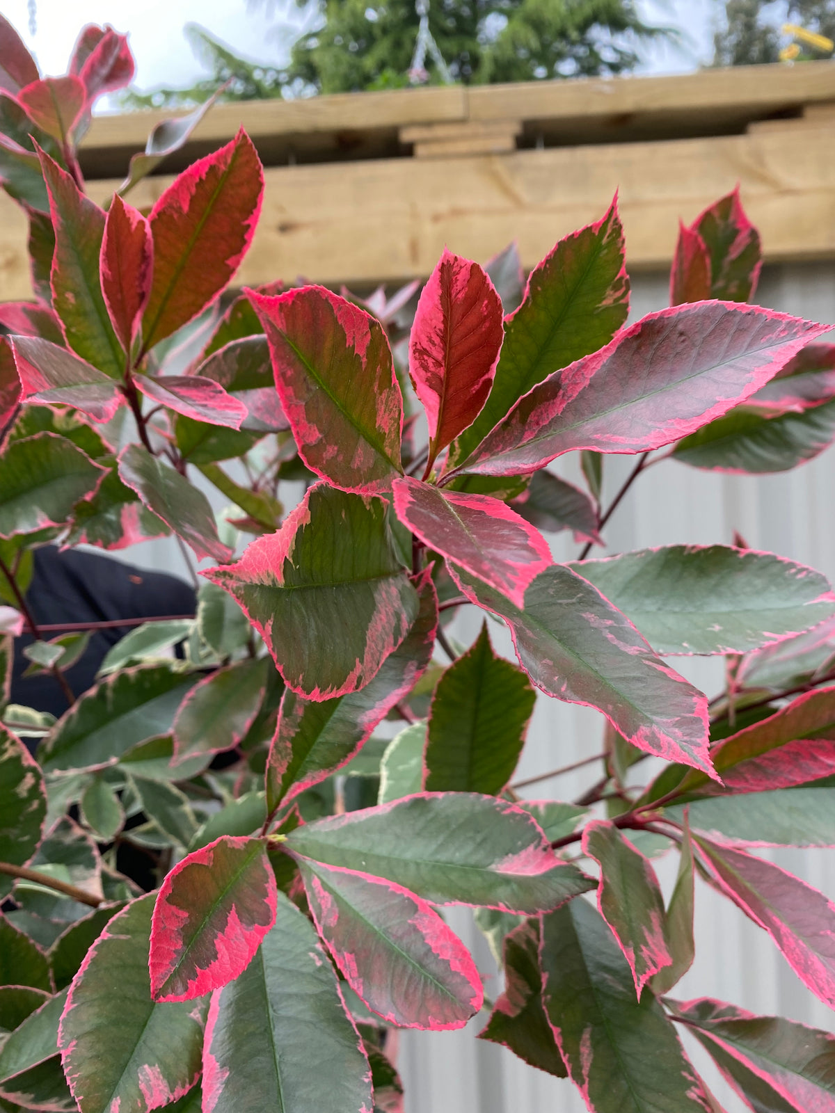 Photina x fraseri &#39;Louise&#39; 9cm/2L/5L