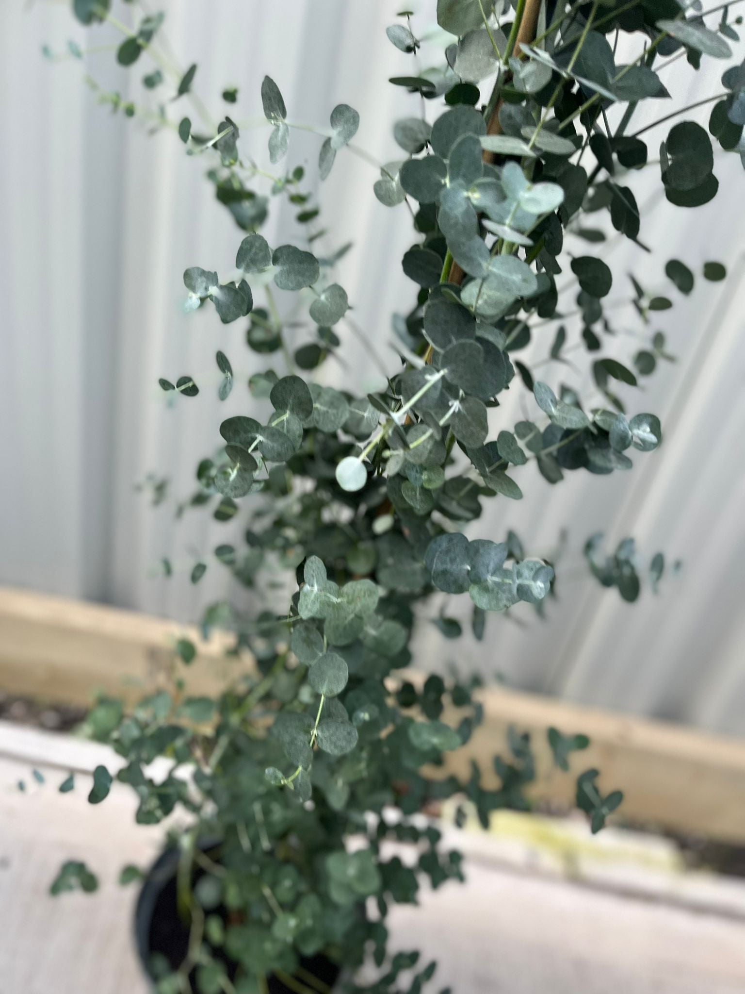 Eucalyptus gunni on cane 160-170cm