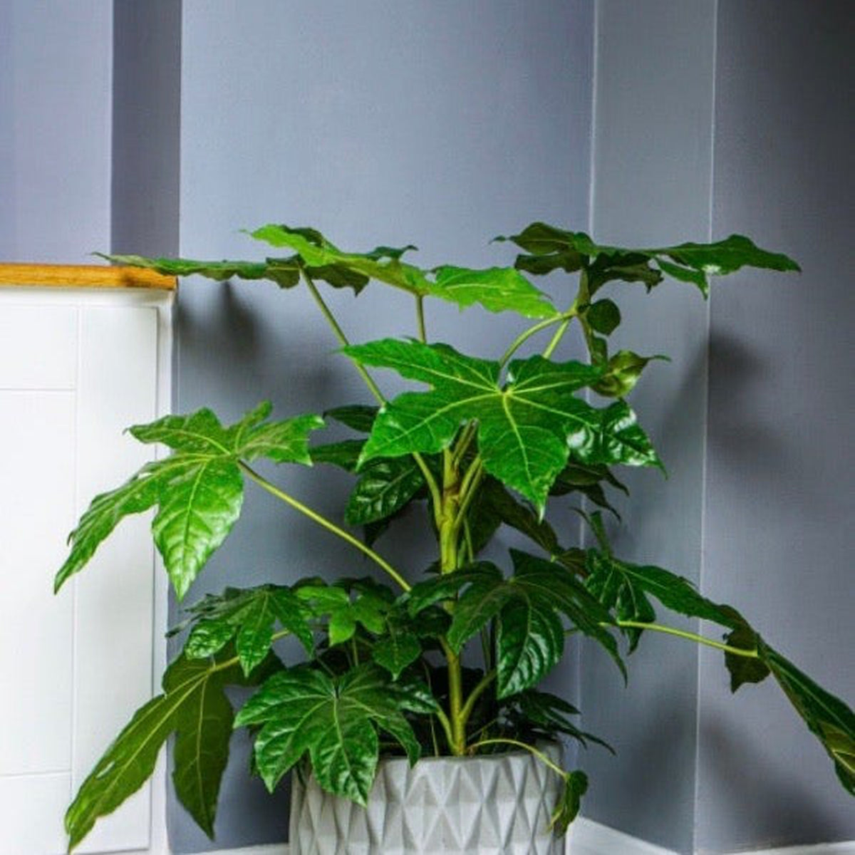 A houseplant with large, glossy leaves sits in the corner of a room with gray walls and white trim, placed in a premium Diamond Cement 20cm - Light Grey home plant pot.