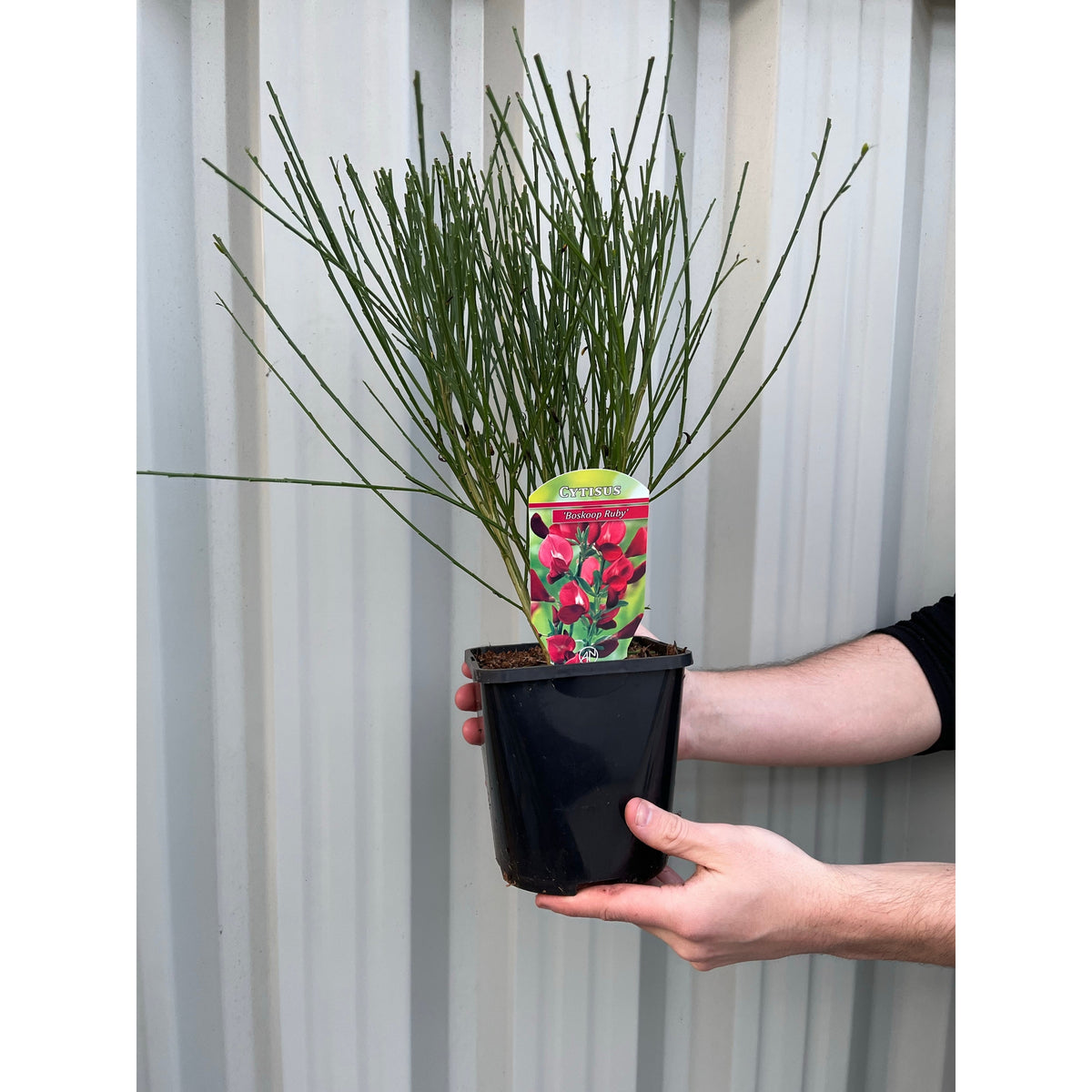 Cytisus x boskoopii &#39;Boskoop Ruby&#39; 1.5L