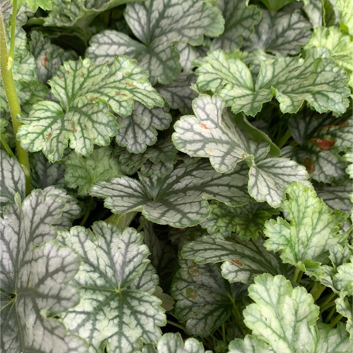 Heuchera &#39;Paris’ 2L