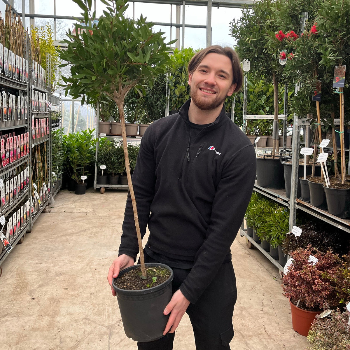 Standard Callistemon &#39;Kingpark&#39; (Bottle Brush) 4L (90-100cm)