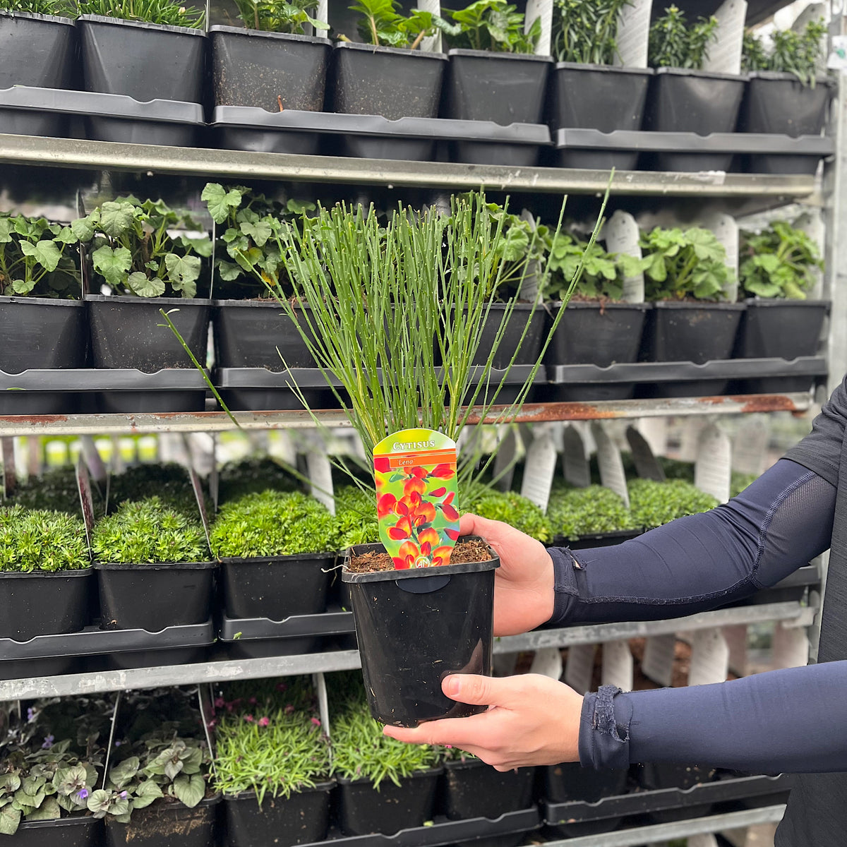 Cytisus (Broom) - &#39;Lena&#39; Orange 1/2L