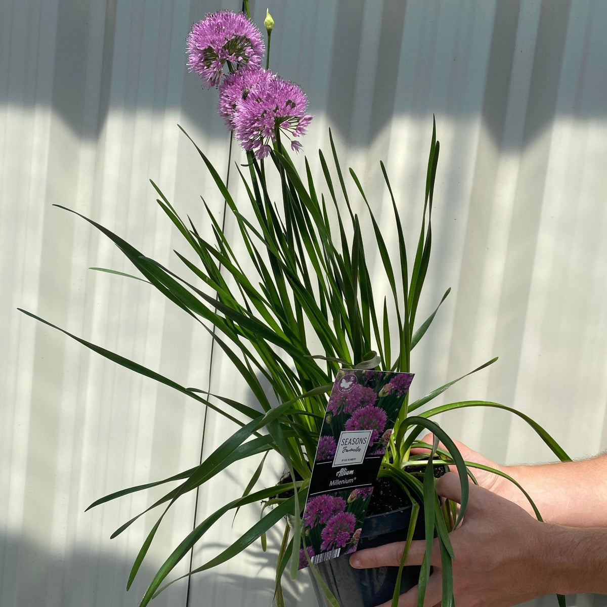 A person holds an Allium &#39;Millenium&#39; 2L, a pollinator-friendly plant with tall green leaves and round clusters of small purple perennial flowers. The pot features a label with a picture and details. The background is a white wall.