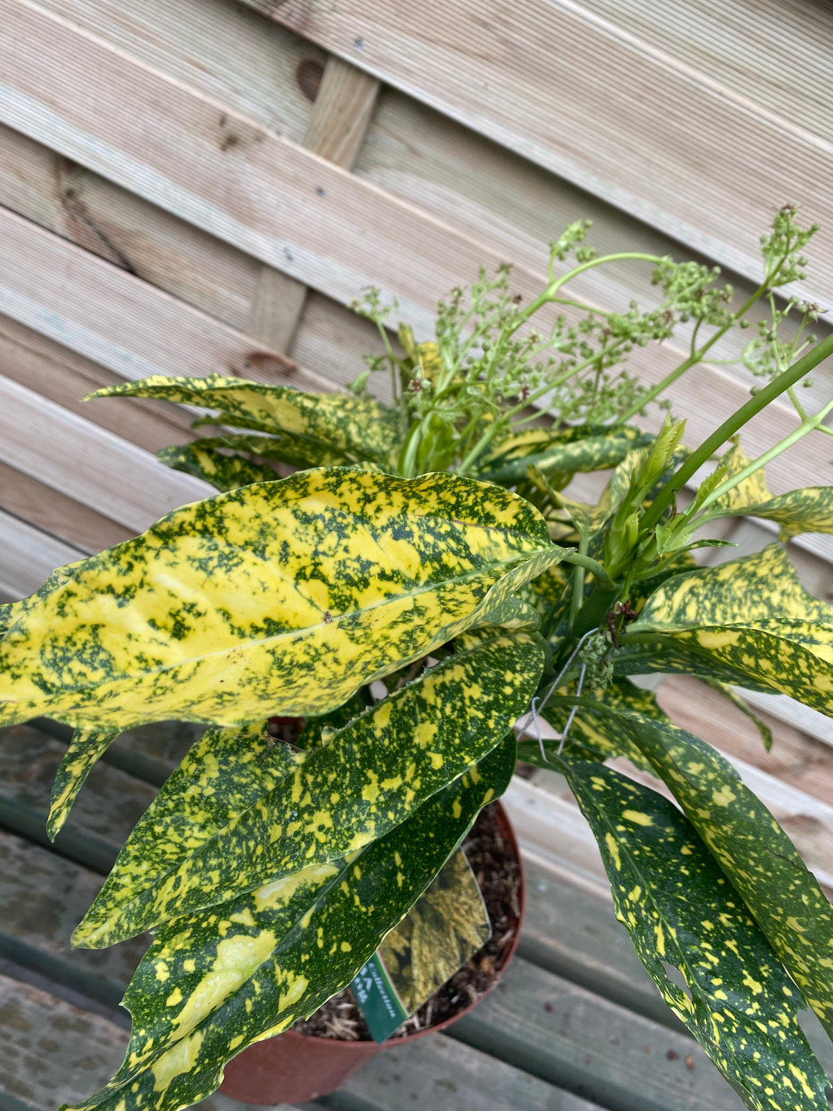 An Aucuba japonica &#39;Gold King&#39; (40-50cm) 3L, an evergreen shrub with green leaves speckled yellow, stands on a wooden surface before a wood panel backdrop. Small green buds are visible above the foliage. Multibuy offers available.