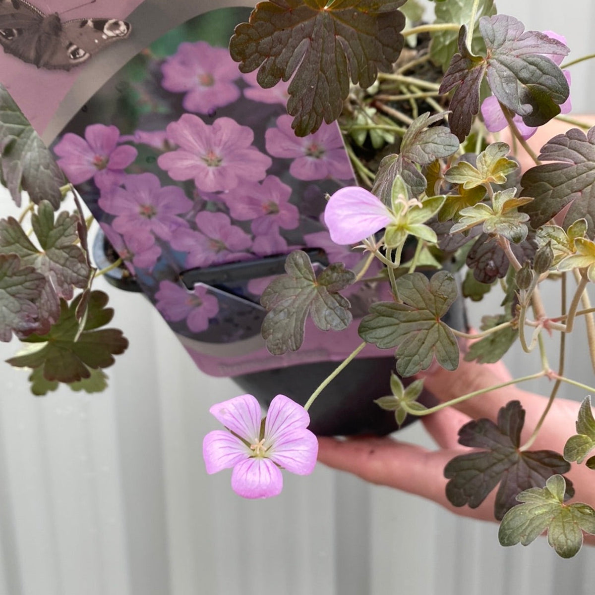 A hand holds a Geranium &#39;Dusky Crug&#39; perennial in a 2L pot, showing green and reddish leaves with small light purple blooms. The pot has a label displaying similar flowers, set against a light, ribbed background.