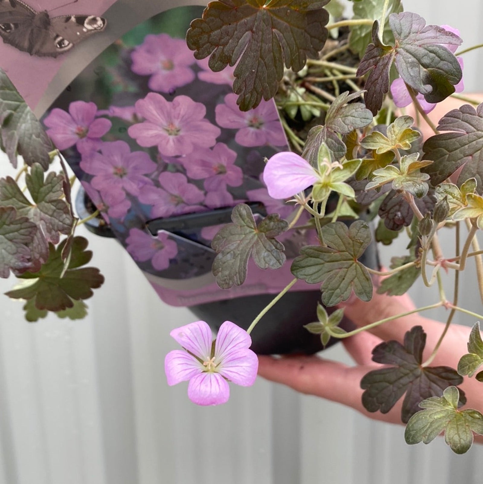 A person holds a 2L pot of Geranium 'Dusky Crug' with purple perennial blooms in front of a light gray corrugated metal background.