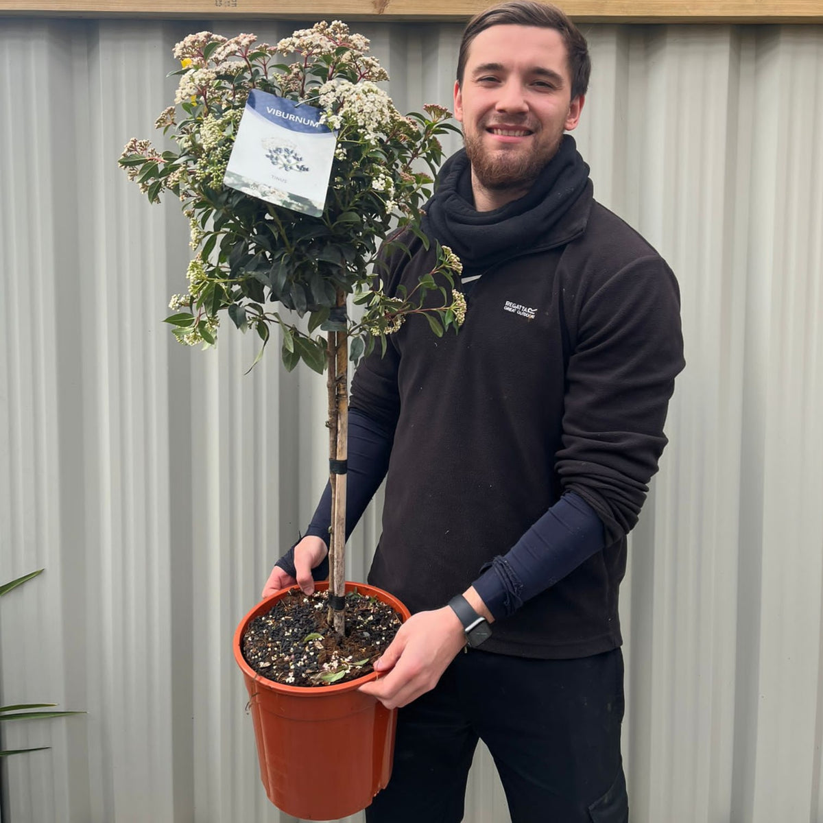 Viburnum tinus Patio Tree
