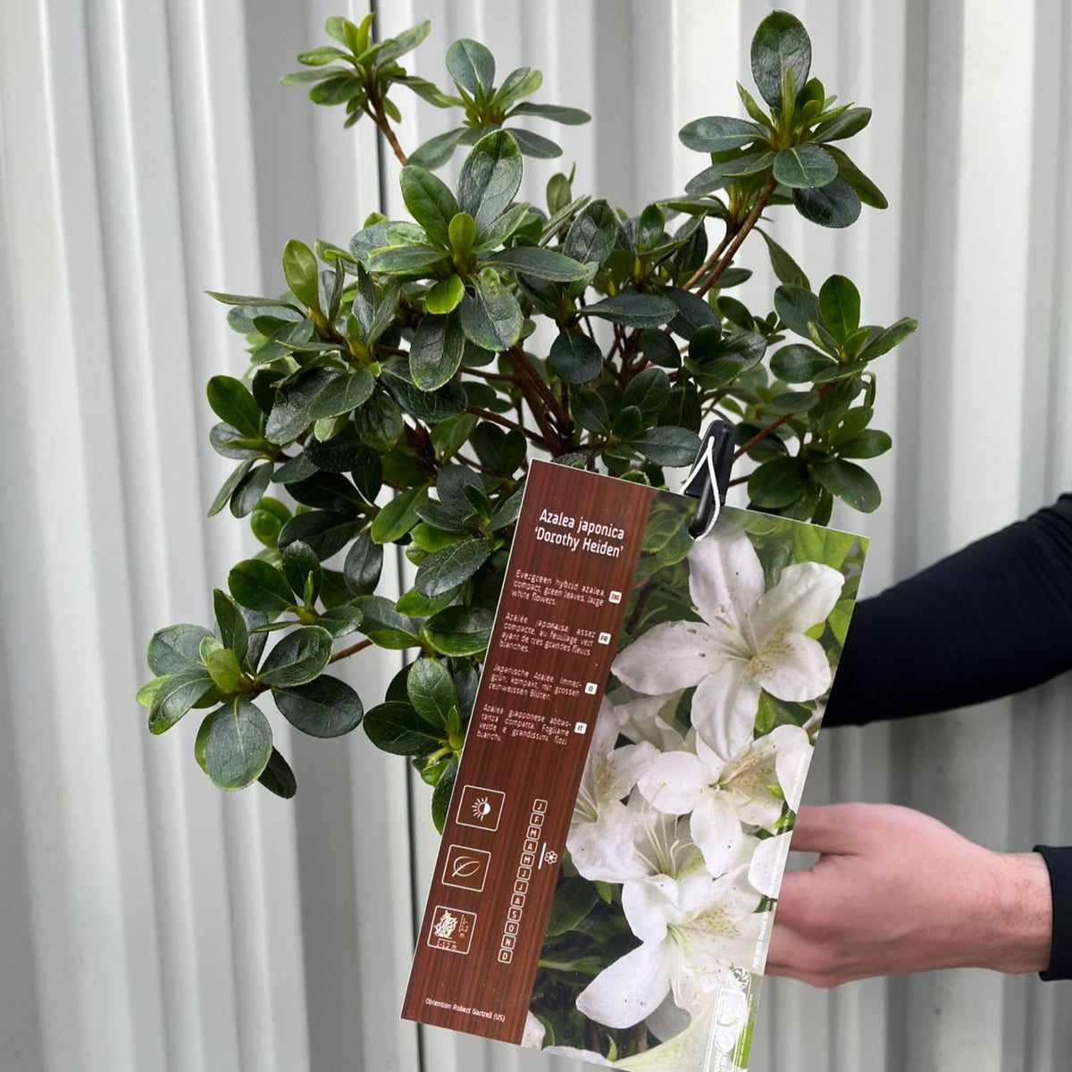 Azalea japonica &#39;Dorothy Heiden&#39; 2L