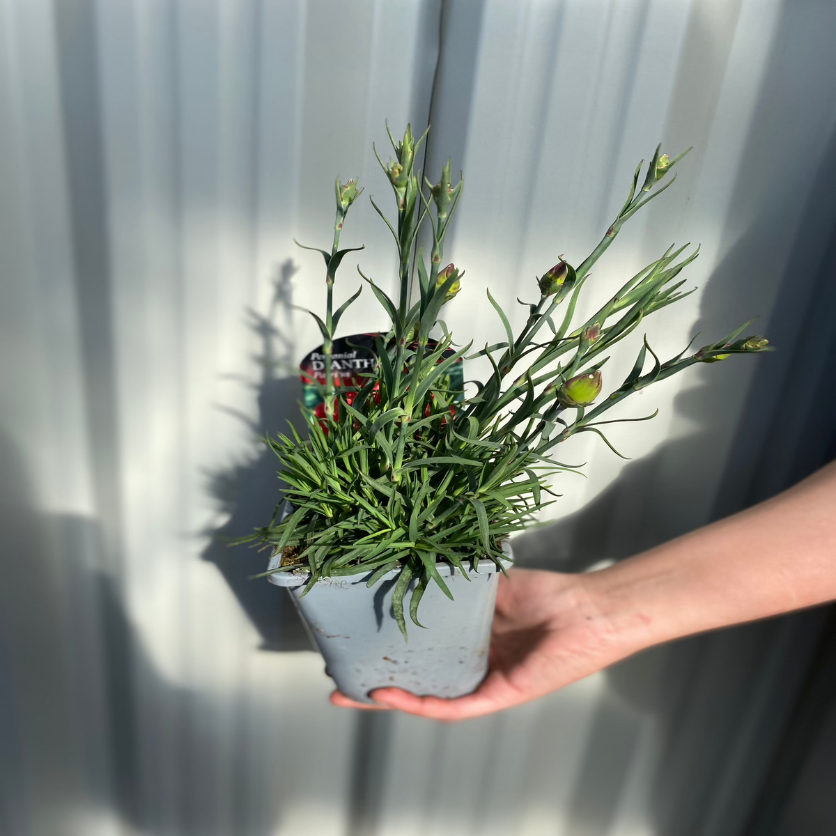 A hand holds a 1L gray plastic pot of Dianthus &#39;Passion&#39;, a green, narrow-leaved, drought-tolerant perennial with buds, set against a corrugated metal background.