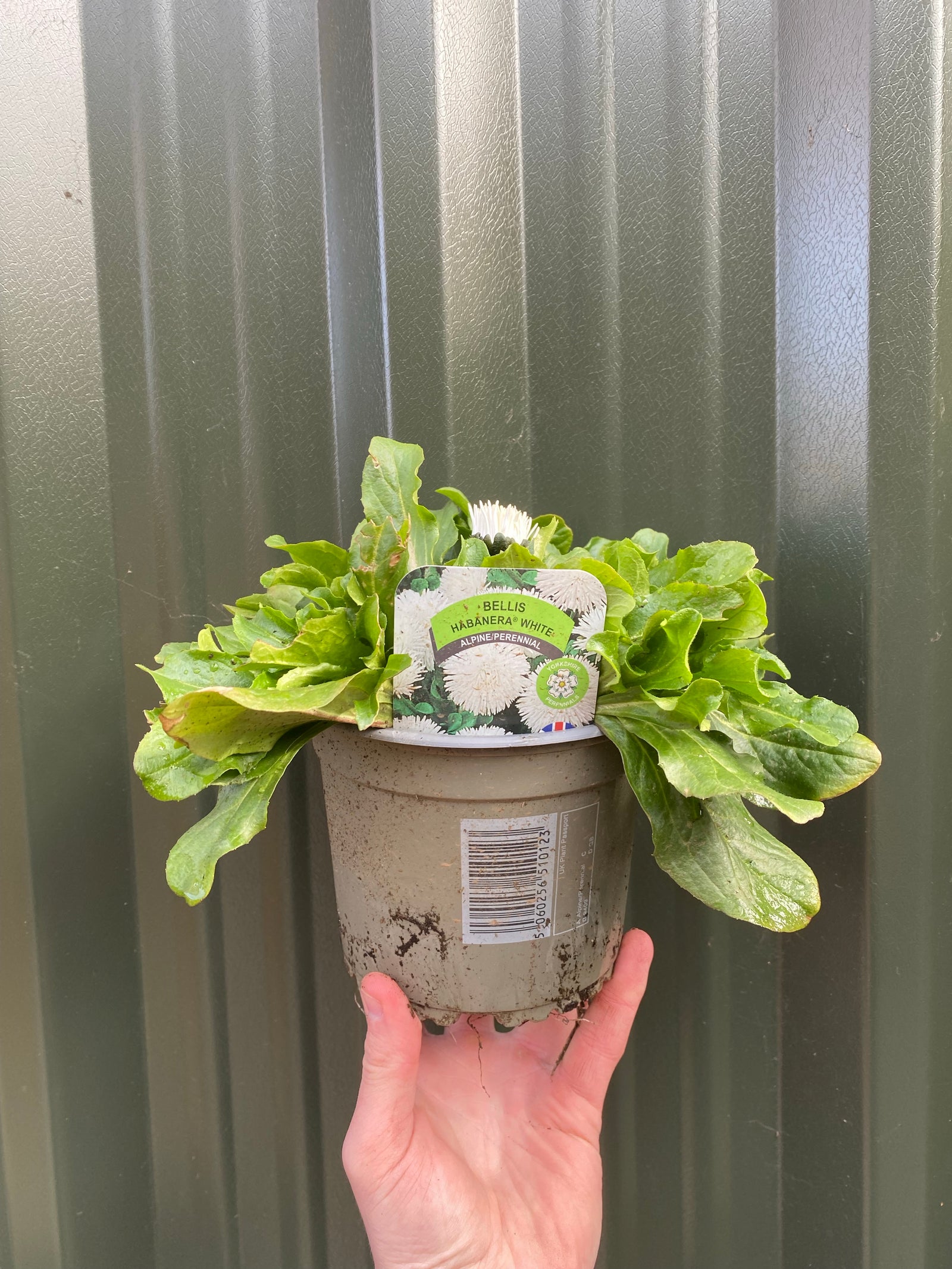 Bellis Daisy Perennial - White 1.5L