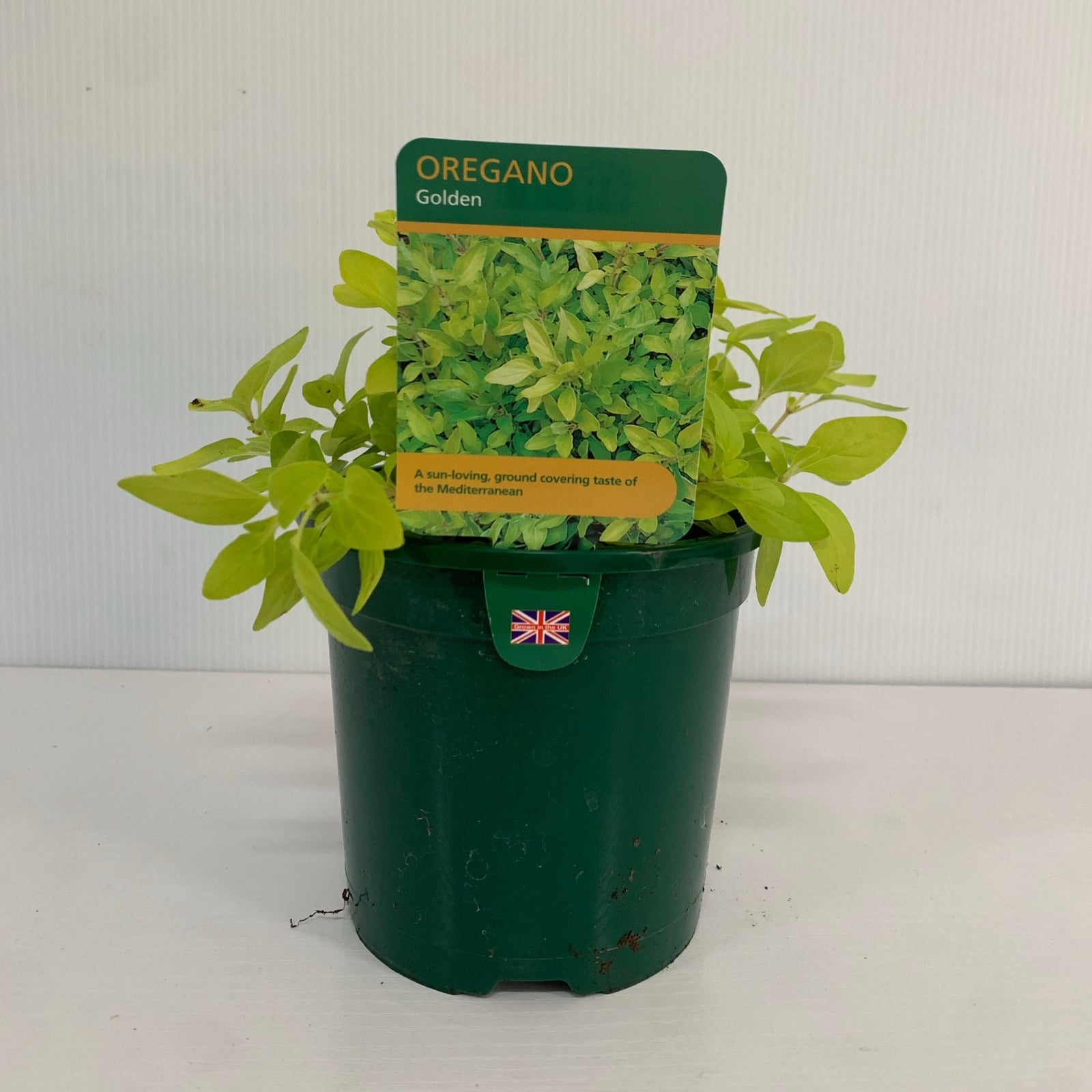 Oregano - Golden (Herb) 13cm