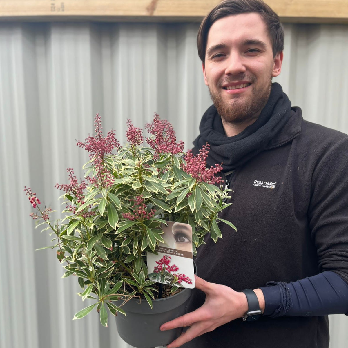 A man holding a 3L pot of Pieris japonica &#39;Polar Passion&#39;, a compact shrub with dark pink flowers.