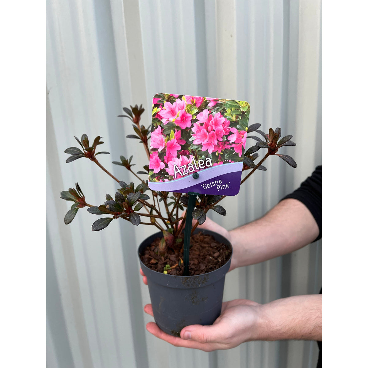 Azalea &#39;Geisha Pink&#39; 1.5L