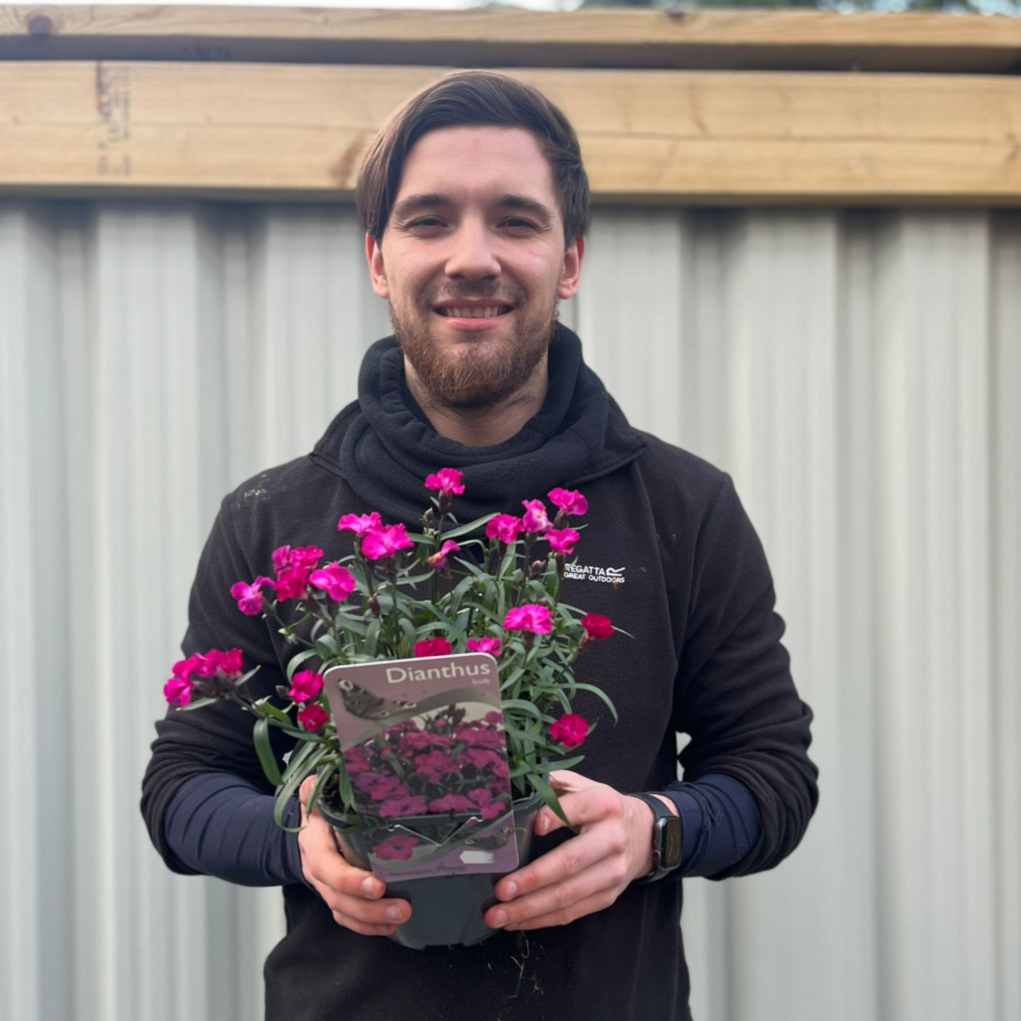 Dianthus 'Scully’  3L