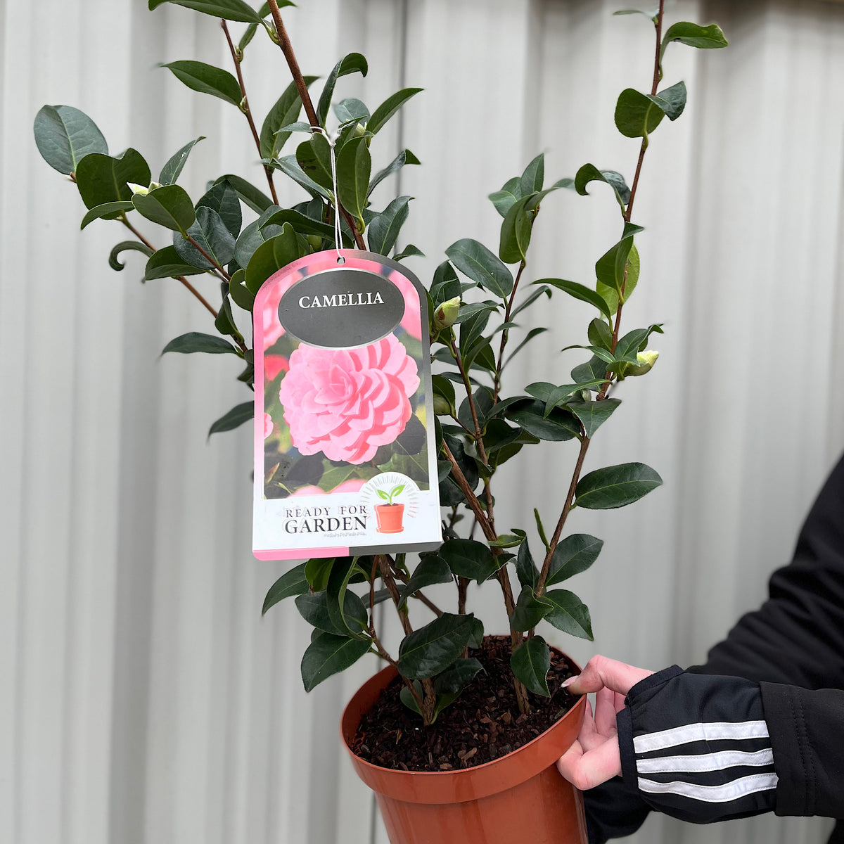 Camellia japonica &#39;Wilsoodii’ 3L (70cm Tall)