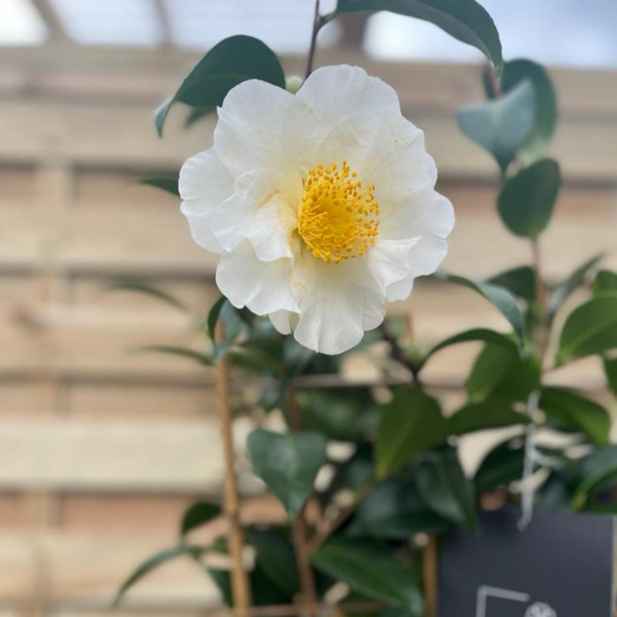 Camellia on frame &#39;Silver Waves&#39; 5L (100cm)