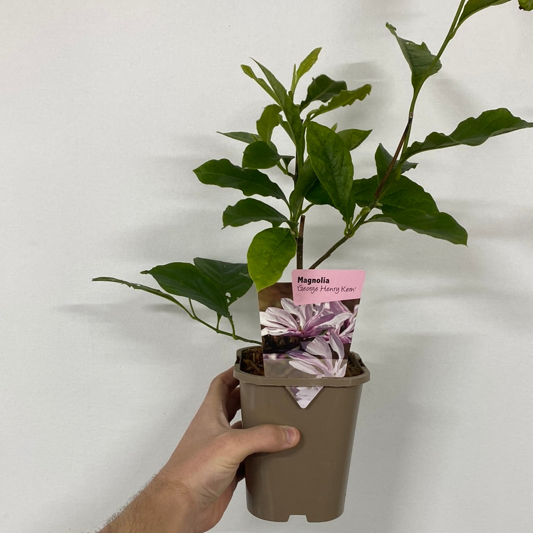 A hand holds a Magnolia &#39;George Henry Kern&#39; 1/3L, a deciduous shrub with green leaves. The plant tag displays an image of its deep pink flowers, set against a plain white wall in the background.