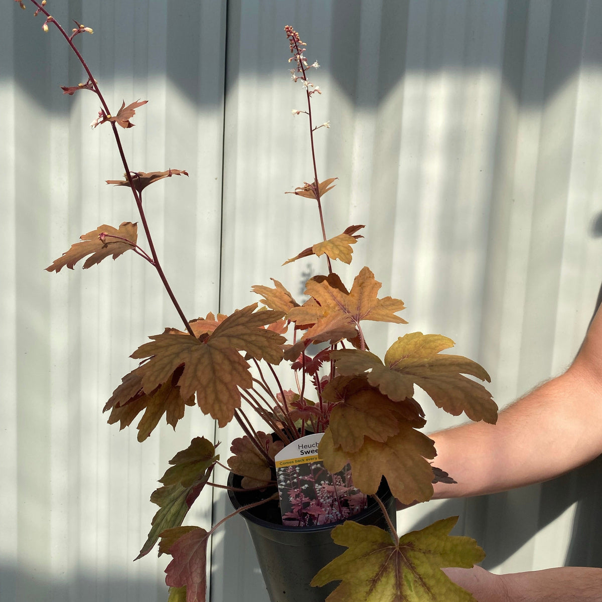 A person holds a Heucherella &#39;Sweet Tea&#39; 2L, a compact perennial with reddish-brown, lobed leaves and tall stems of tiny white flowers, in bright sunlight against a light corrugated background. Special offer on perennials available.