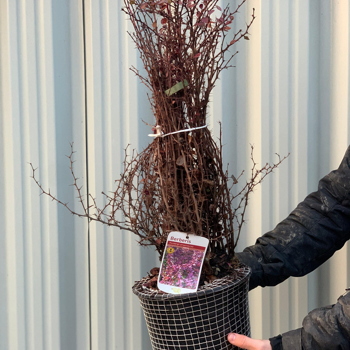 A person holds a potted Berberis atropurpureum - Purple Barberry (10 Plants), a deciduous shrub with spiky branches. The pot is wrapped in mesh and has a floral tag, standing out against a corrugated metal wall.