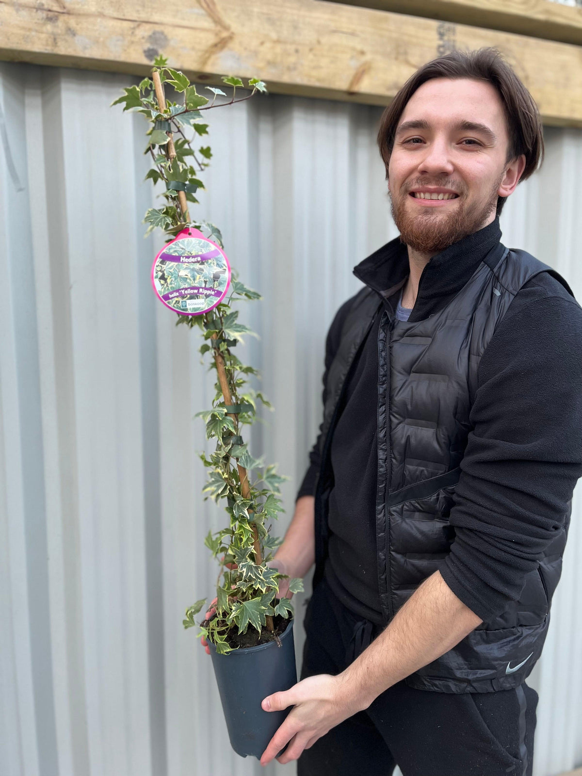 A bearded man in a black jacket and pants smiles while holding a Hedera helix &#39;Yellow Ripple&#39; Ivy 1m with dark green leaves and a circular label, standing before a corrugated metal wall.