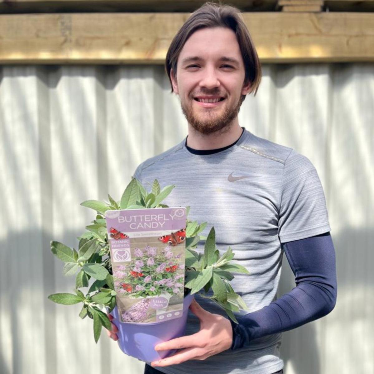 Buddleja Butterfly Candy &#39;Lila Sweatheart&#39; 9cm/1L/2L/3L