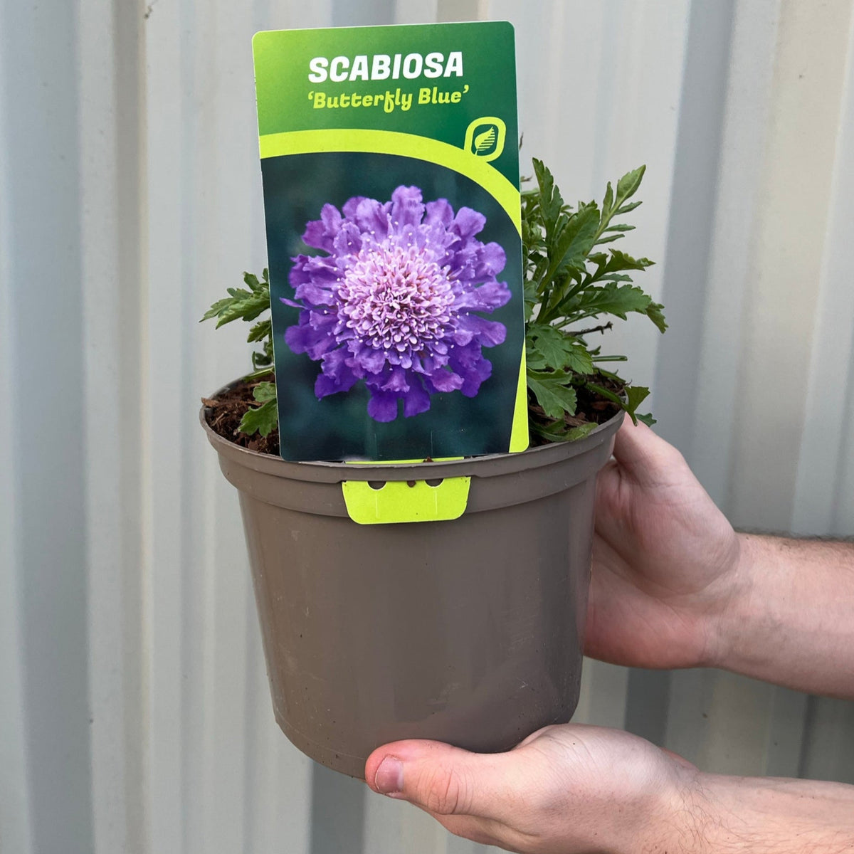 Scabious &#39;Flutter Deep Blue&#39; 2L