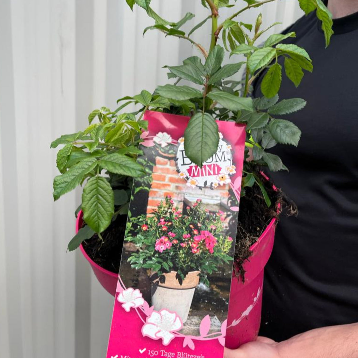 A person in a black shirt holds the Rosy Boom Mini Potted Rose 5L, featuring fragrant pink blooms in a white planter. The pot displays a colorful label with pink roses, and the background reveals a leafy garden patio and brick wall.