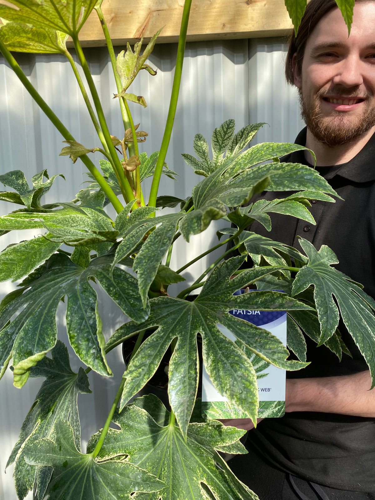 A man holding a Fatsia japonica &#39;Spider&#39;s Web&#39; (9cm-7.5L), a shade-tolerant houseplant.