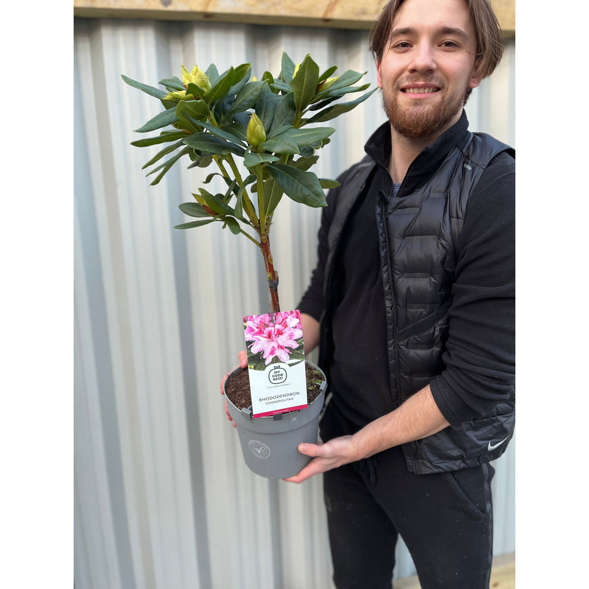 Smiling, a person holds a Standard Rhododendron &#39;Cosmopolitan&#39; (Pink) 80cm with glossy green leaves and a label featuring vivid pink blooms, set against corrugated metal panels.