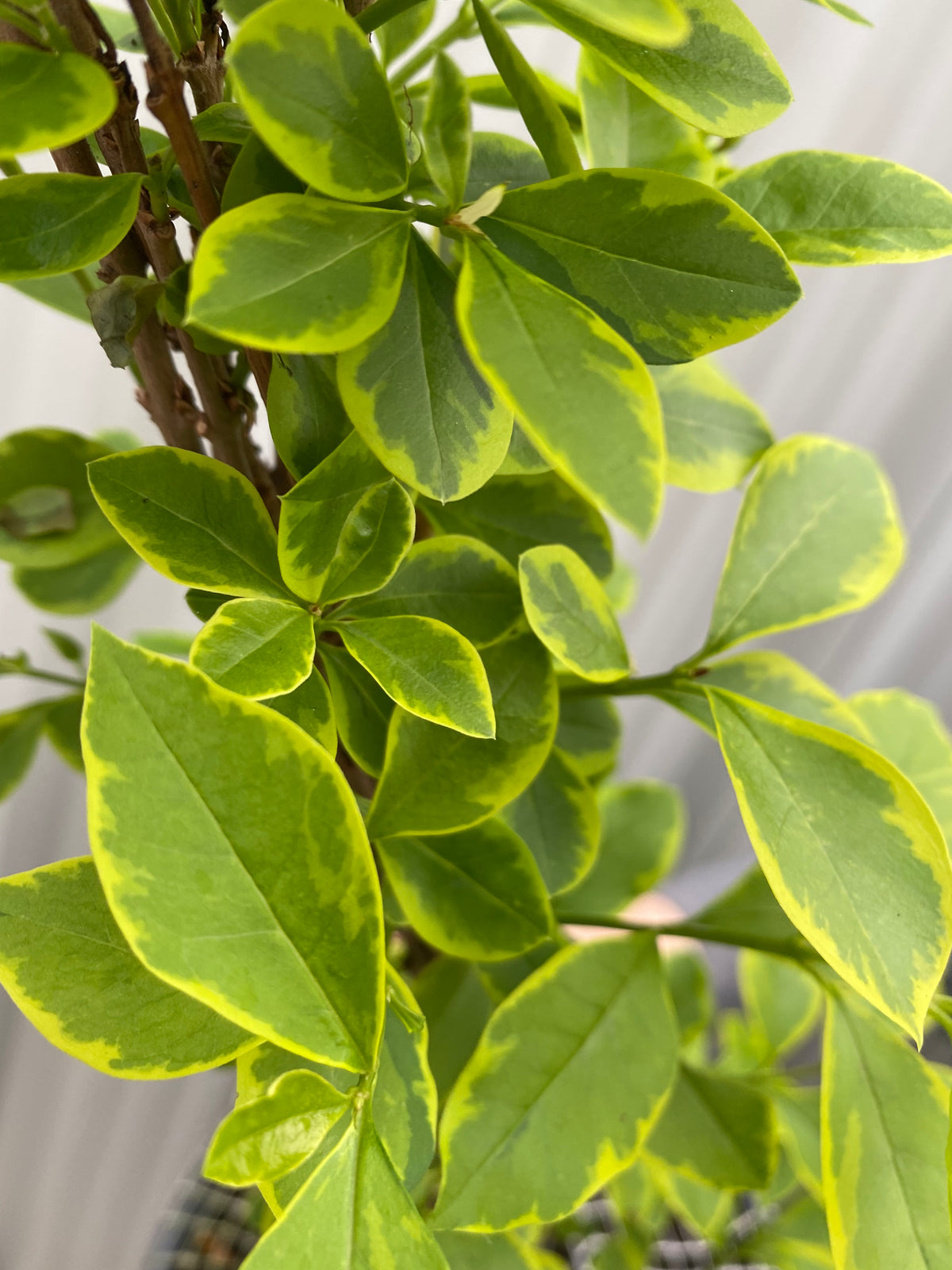 Close-up of glossy green and yellow-edged leaves on Ligustrum aureum ovalifolium - variegated golden privet Hedging (10 Plants), with distinct veins. The softly blurred background highlights this attractive semi-evergreen hedge.