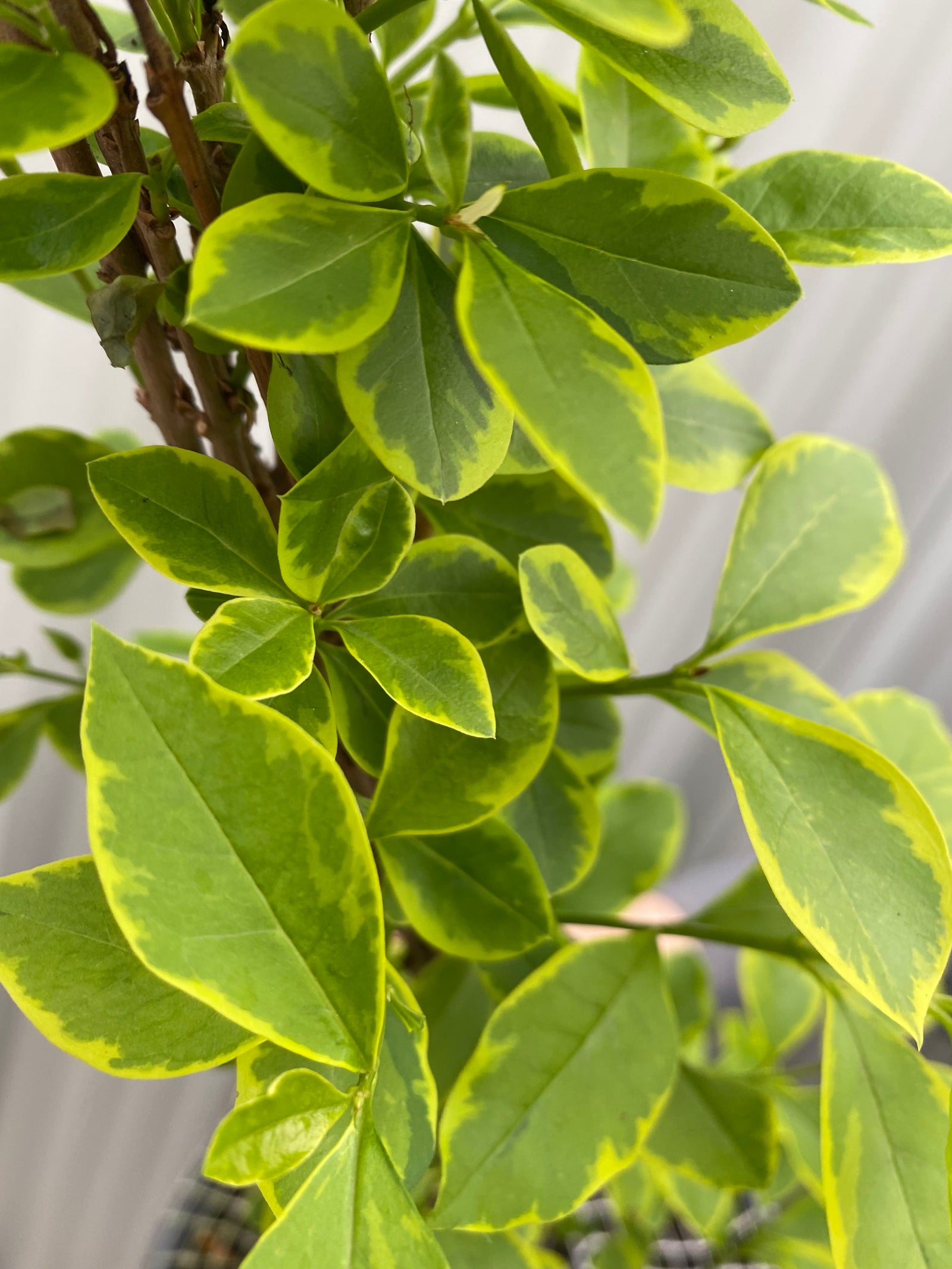 Close-up of glossy green and yellow-edged leaves on Ligustrum aureum ovalifolium - variegated golden privet Hedging (10 Plants), with distinct veins. The softly blurred background highlights this attractive semi-evergreen hedge.