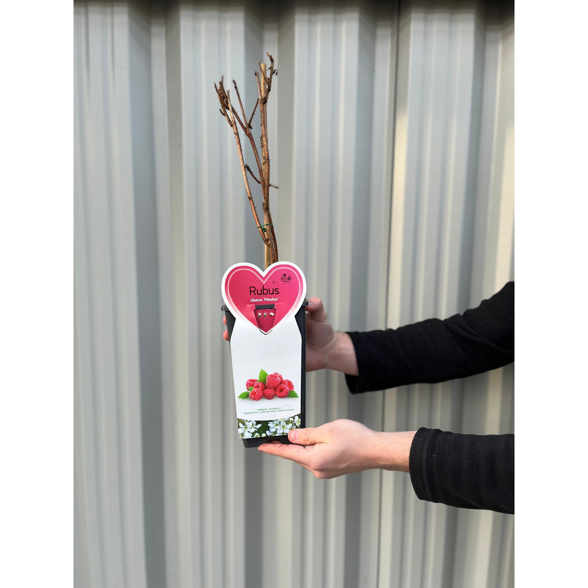A person holds a Raspberry &#39;Meeker&#39; 1L potted plant with bare branches. The label displays large, juicy raspberries rich in vitamins and antioxidants. A corrugated metal wall is visible in the background.